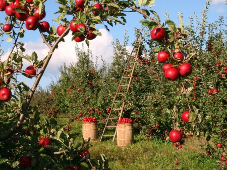 Cultiver un jardin dans sa maison