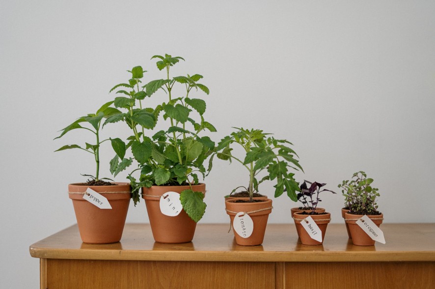 Plantes de santé essentielles au jardin